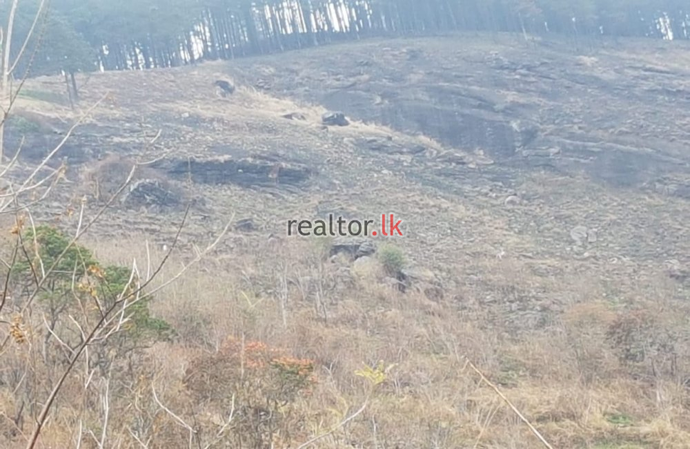 Tea Estate For Sale At Galaha