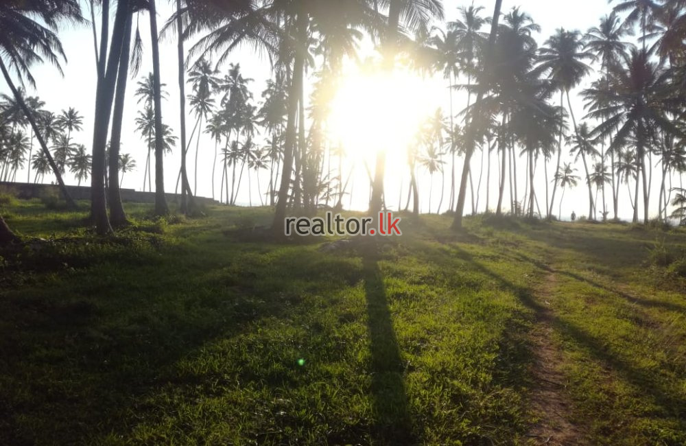 23 Acres Beach Front Land For Sale In Marawila