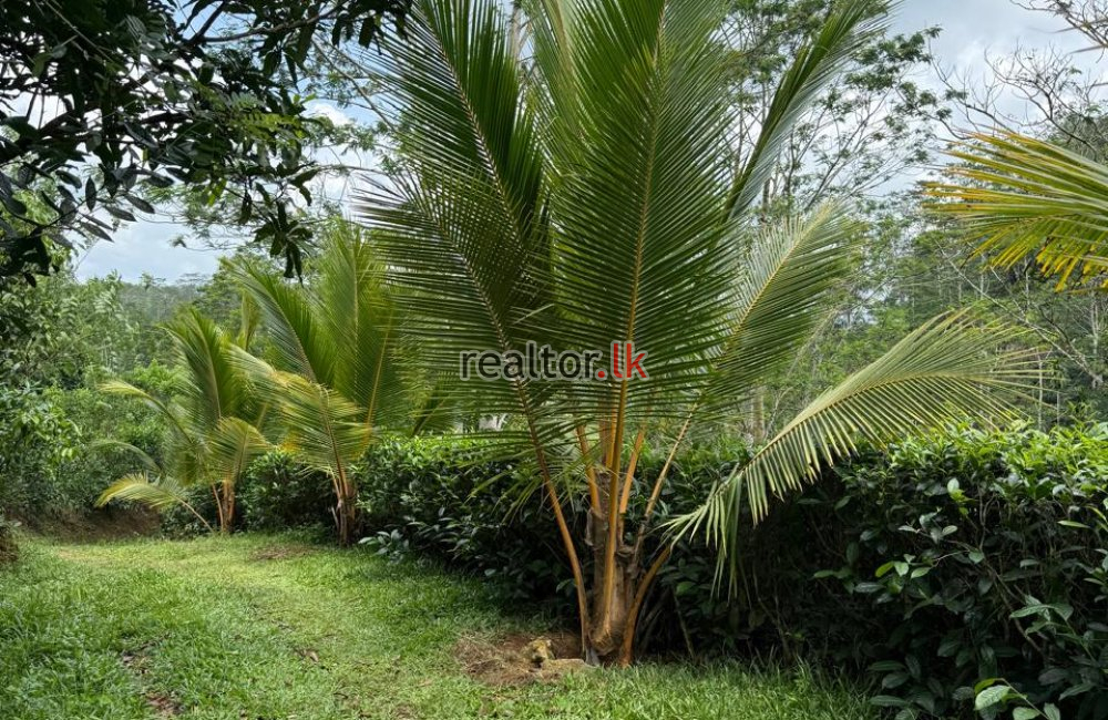 Tea Estate For Sale In Kottawa Galle