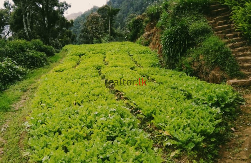 Nuwara Eliya Land For Sale