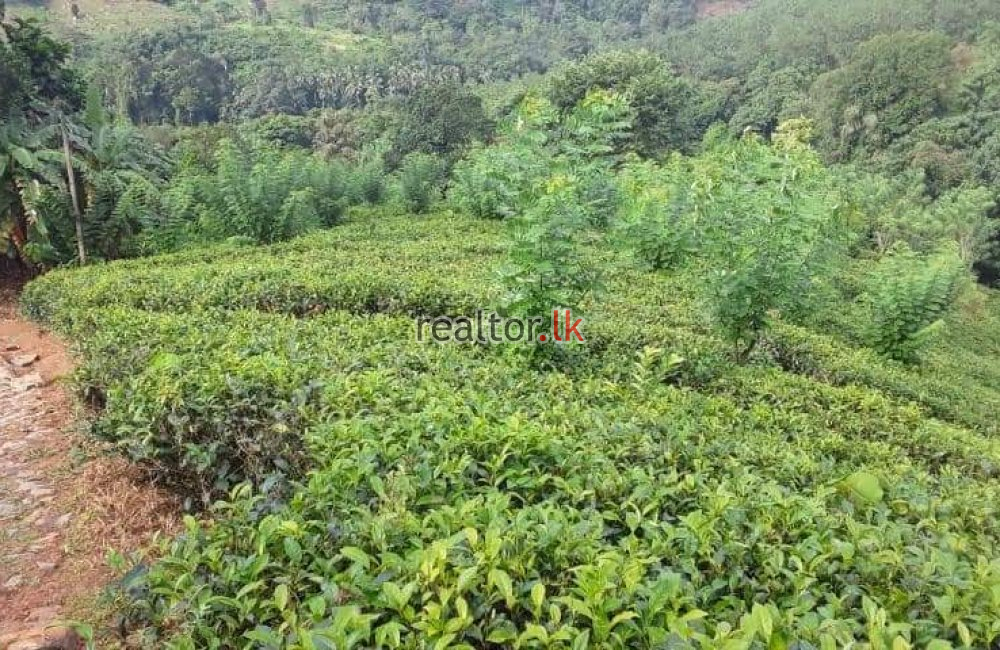 Tea Estate At Wadikumbura Rd