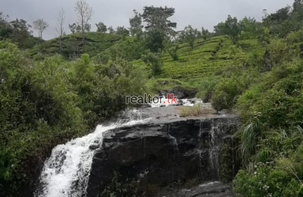 Kandy Tea Estate + Factory For Sale