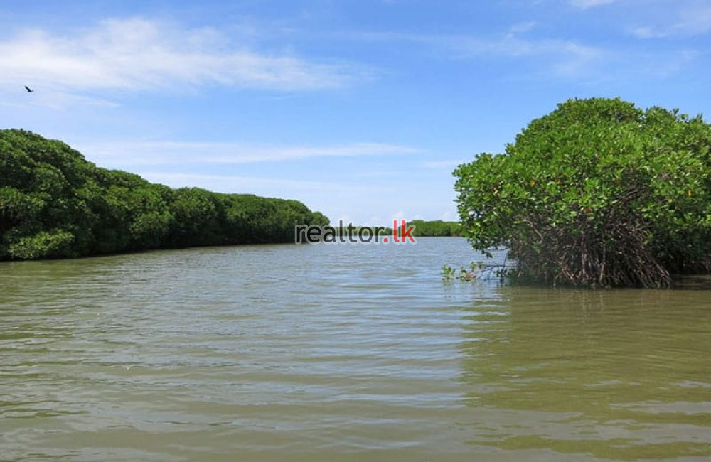 Marshland For Sale In Pamunugama Negombo