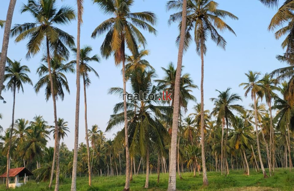 Coconut Estate In Udubaddawa Rd Nattandiya