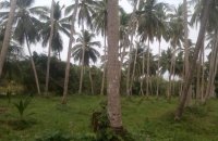 Coconut Estate For Sale In Hettipola Rd