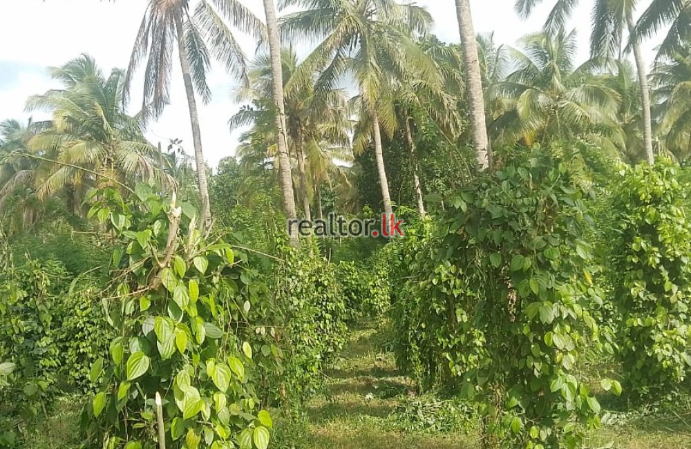 Lakefront Coconut Estate At Millawana Matale