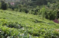 Mixed Plant Estate For Sale At Dehiowita