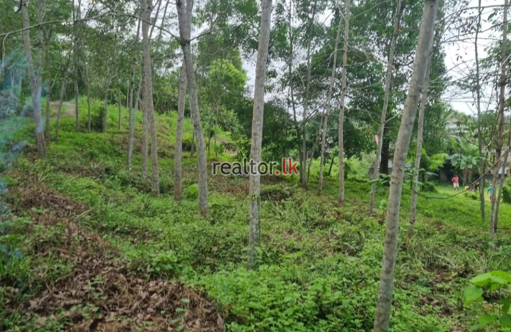 For Sale A Rubber Estate At Horana