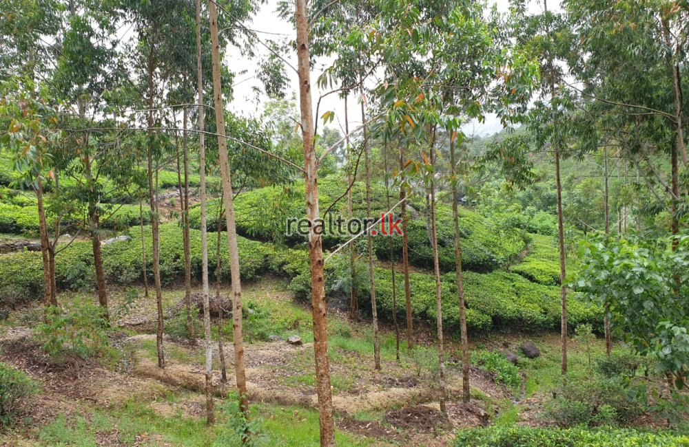 Tea Estate For Sale At Hatton
