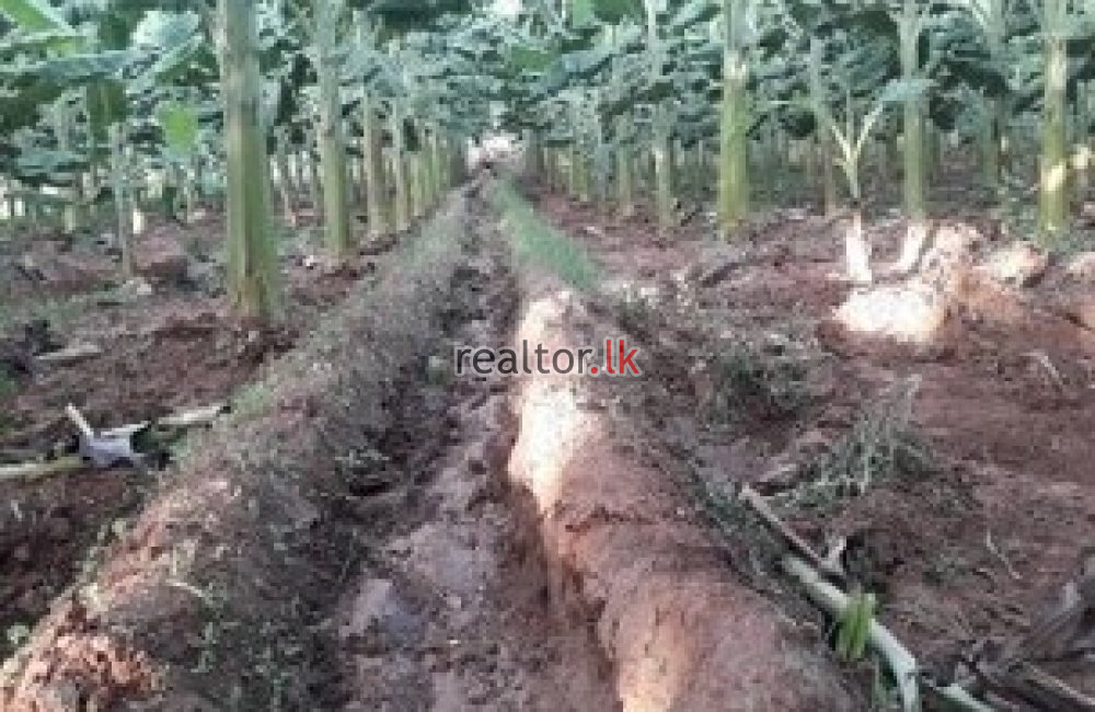 Prime Mixed Plant Estate For Sale In Mahiyangana