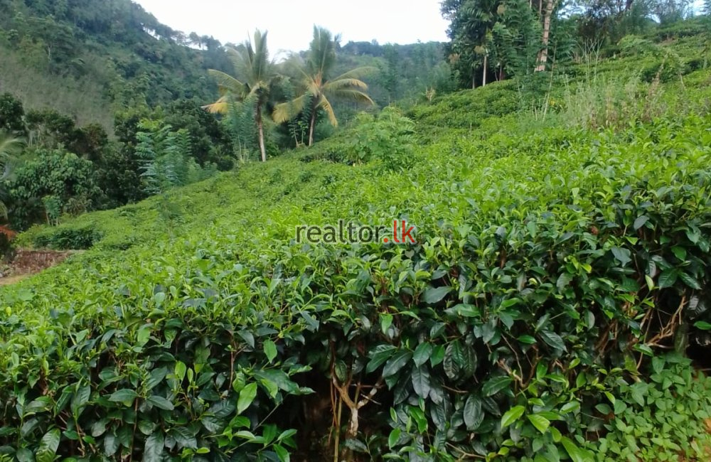 Mixed Plant Estate For Sale At Dehiowita