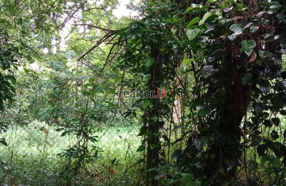 Gurugoda Rd Facing Land For Sale At Padukka